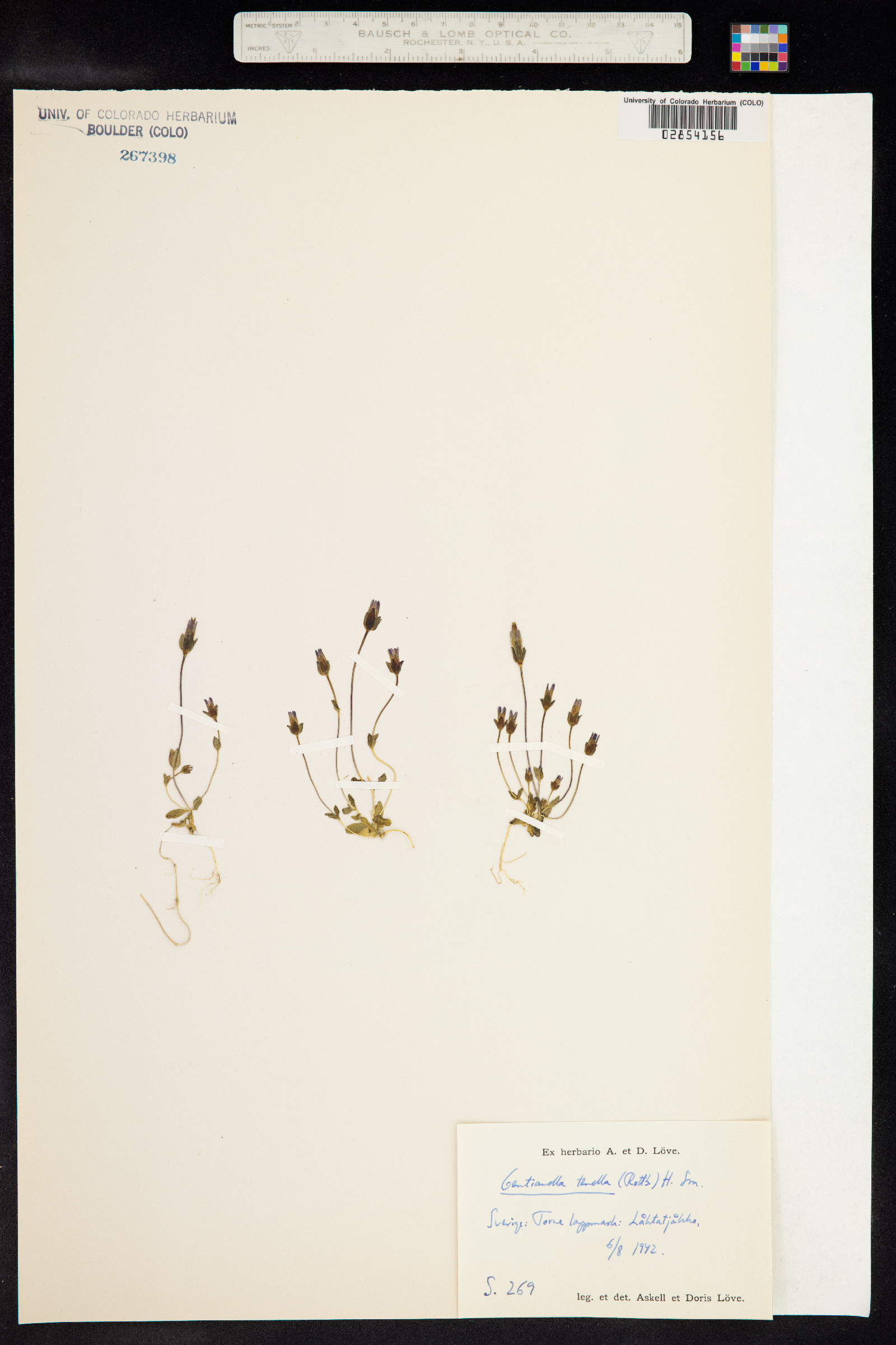 Comastoma tenellum image