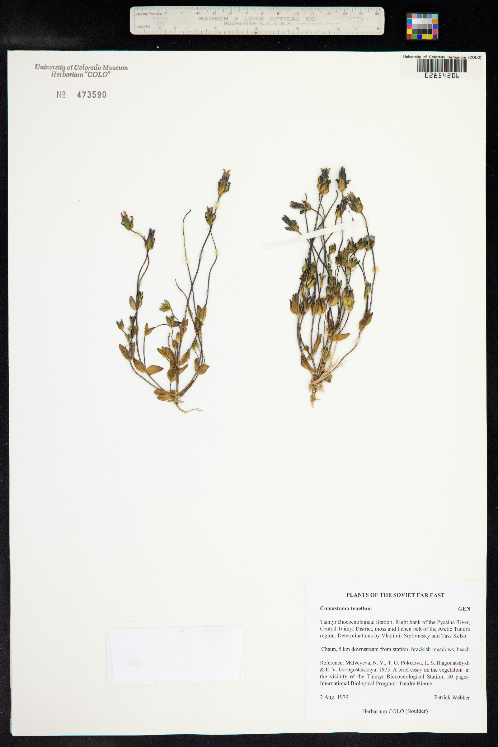 Comastoma tenellum image