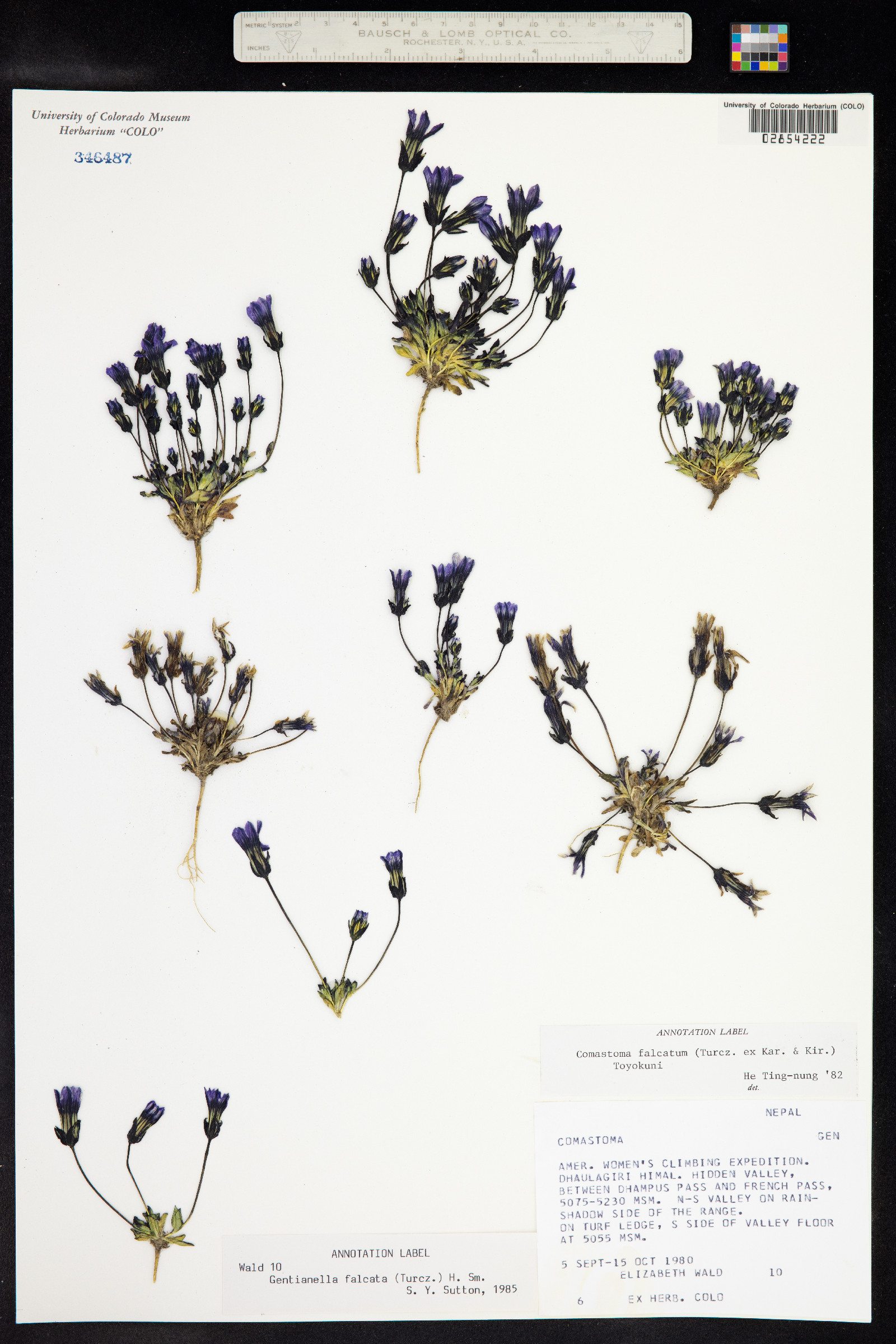 Comastoma falcatum image