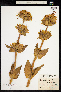 Gentiana lutea image
