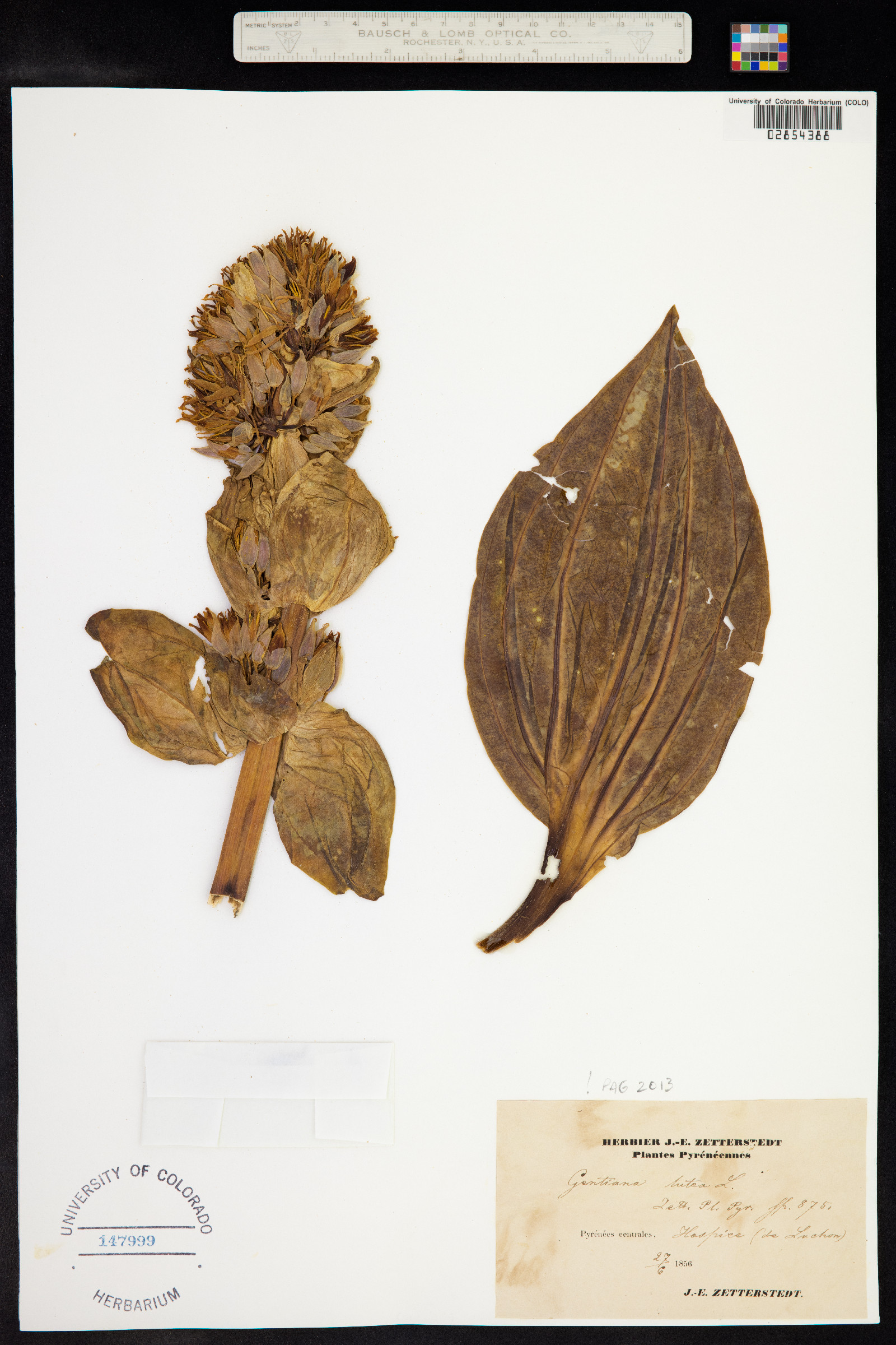 Gentiana lutea image