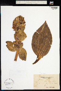 Image of Gentiana lutea
