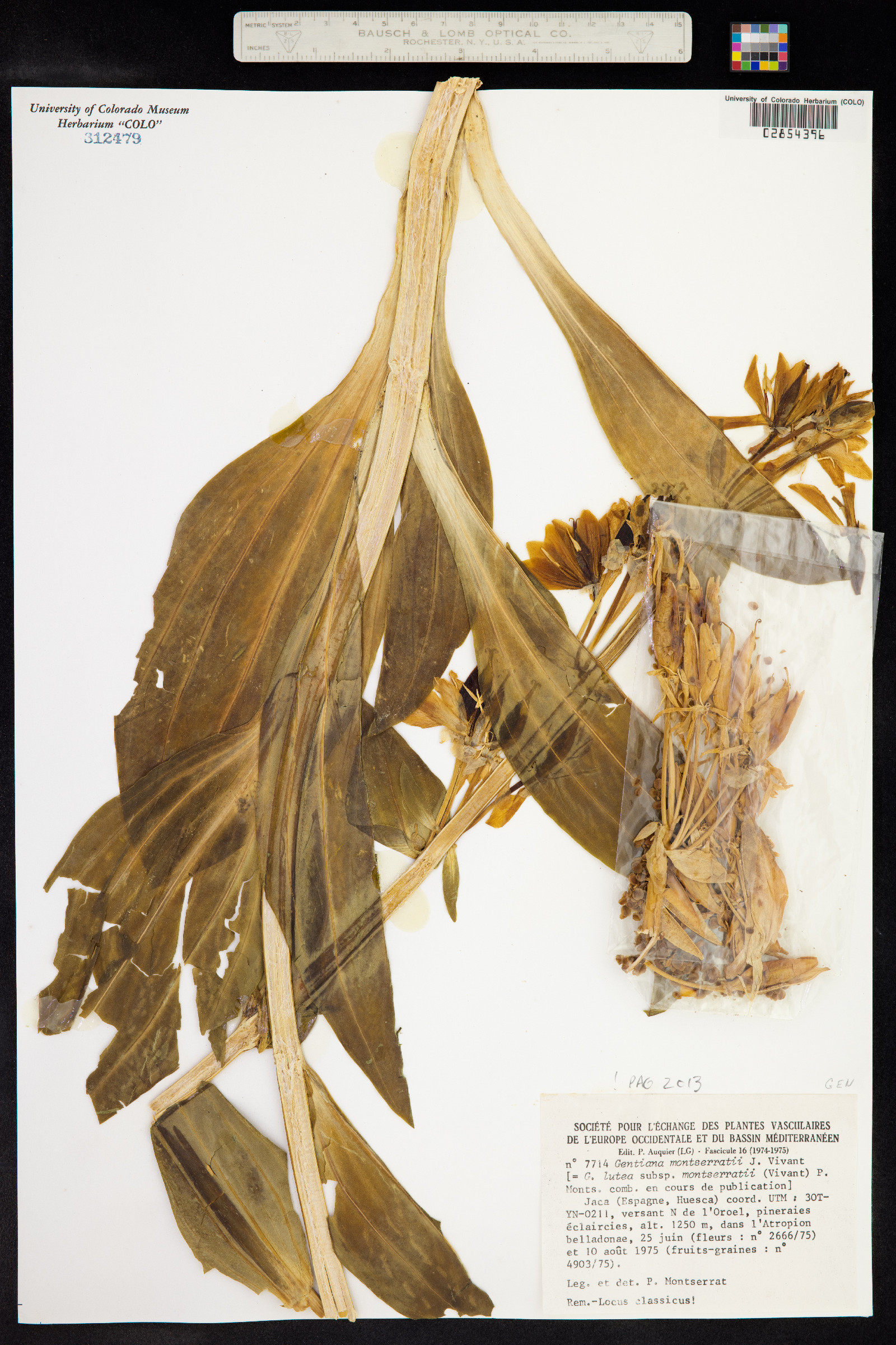 Gentiana lutea image