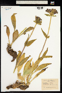 Gentiana purpurea image