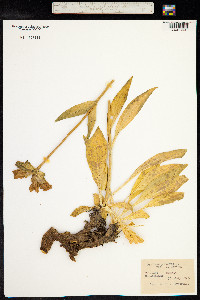 Gentiana purpurea image