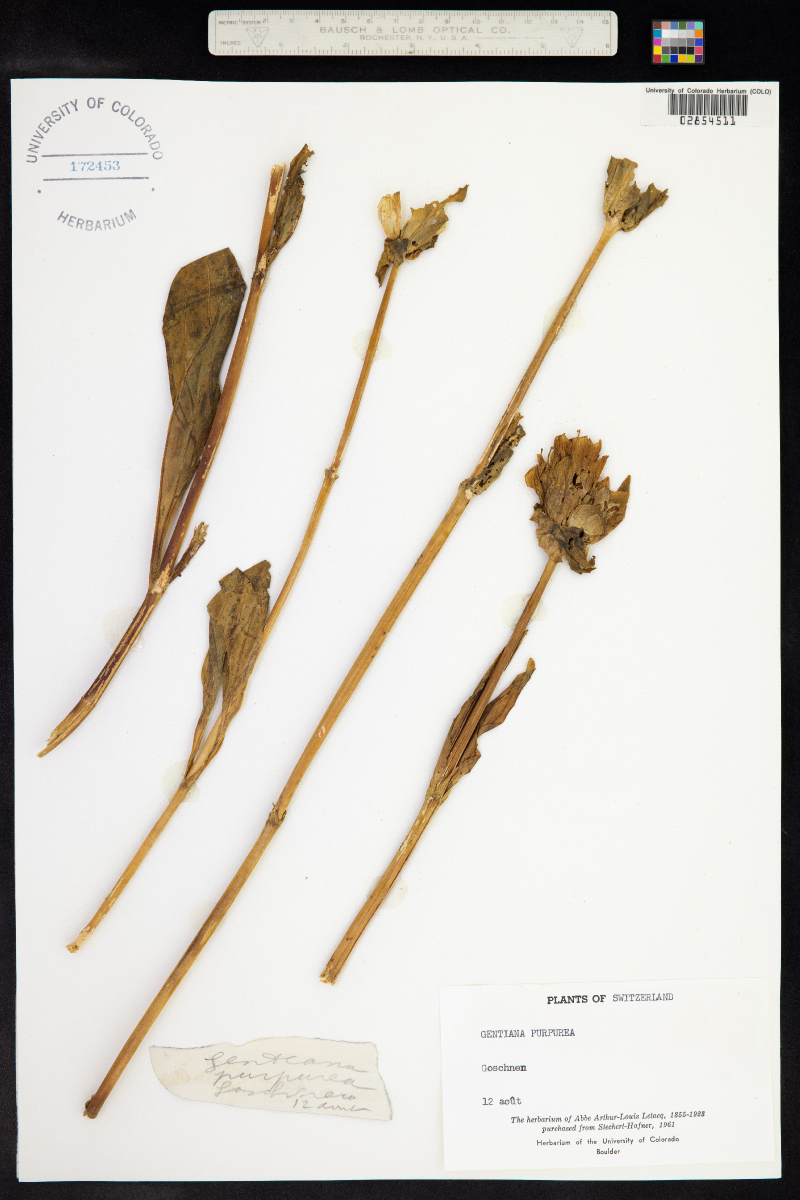 Gentiana purpurea image