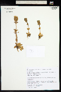 Gentiana glauca image