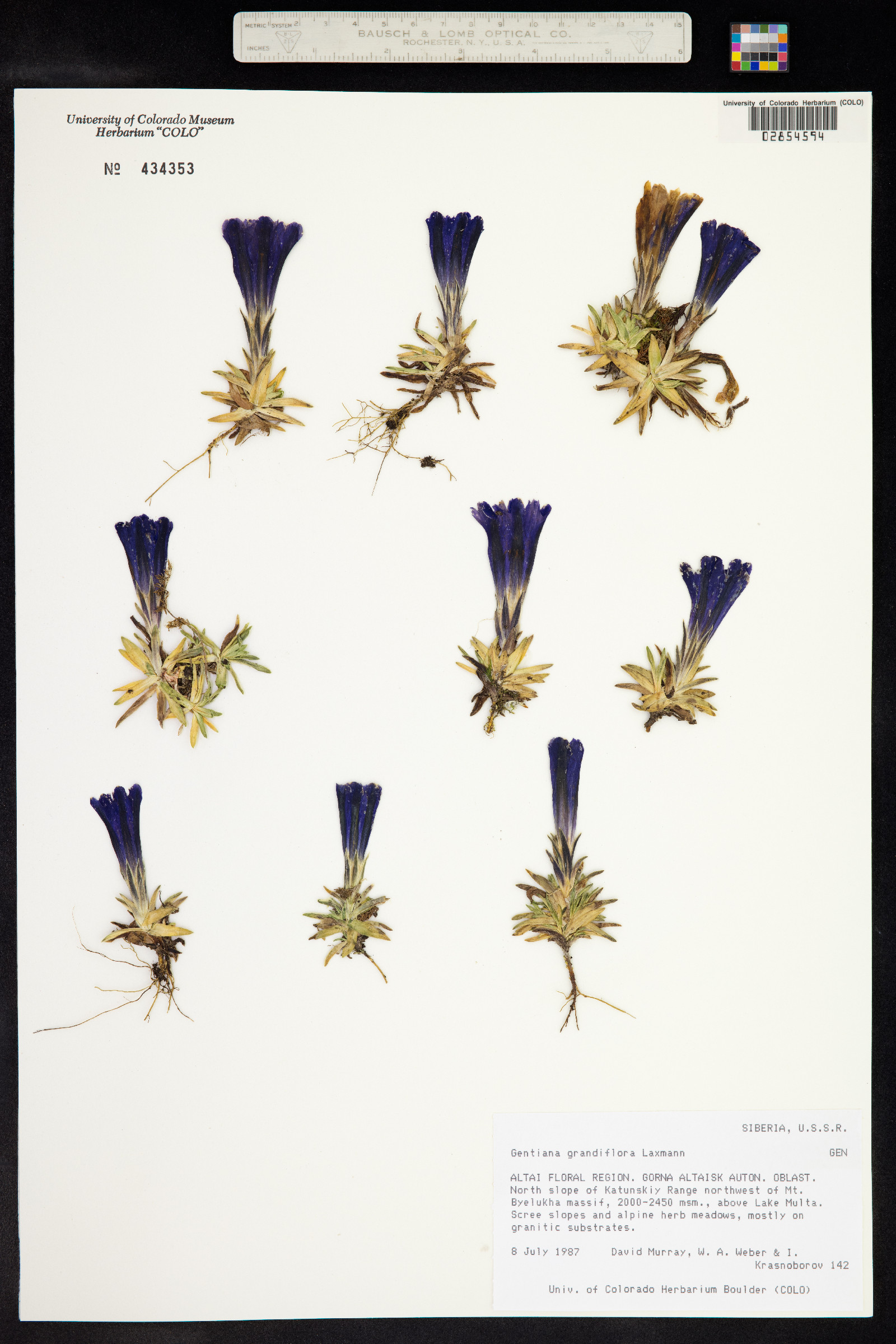 Gentiana grandiflora image