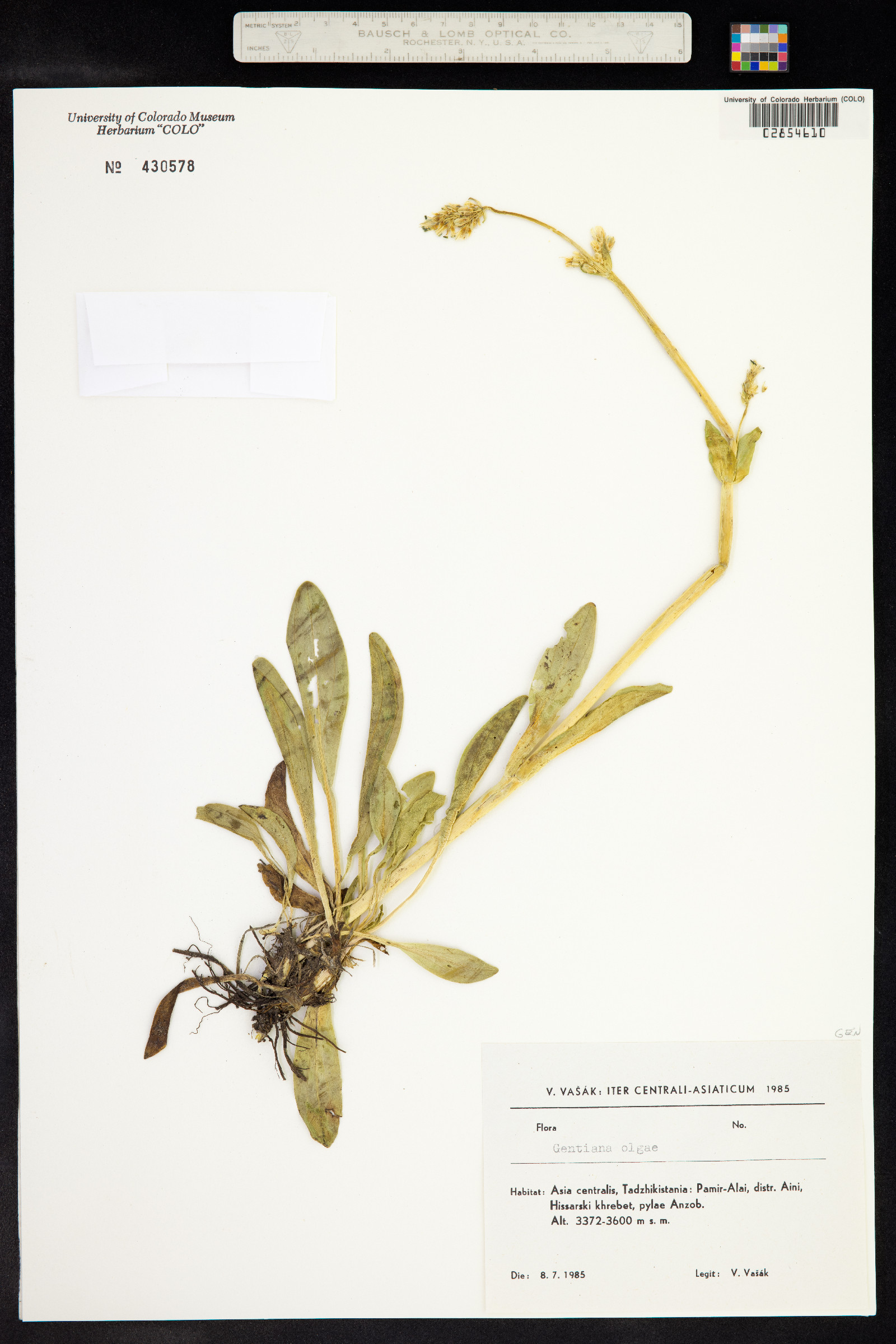 Gentiana olgae image