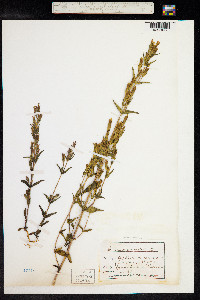 Gentianella amarella image