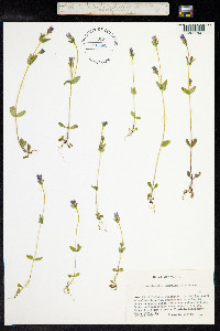 Gentianella amarella image