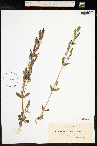 Gentianella amarella image