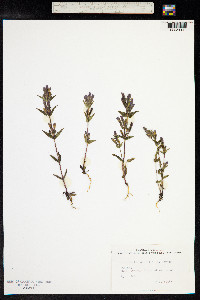 Gentianella amarella image