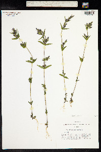 Gentianella amarella image