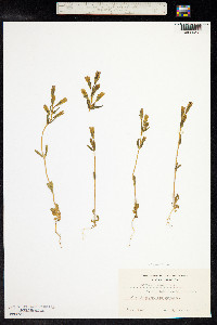 Gentianella amarella image