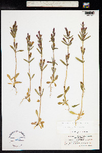 Gentianella amarella image