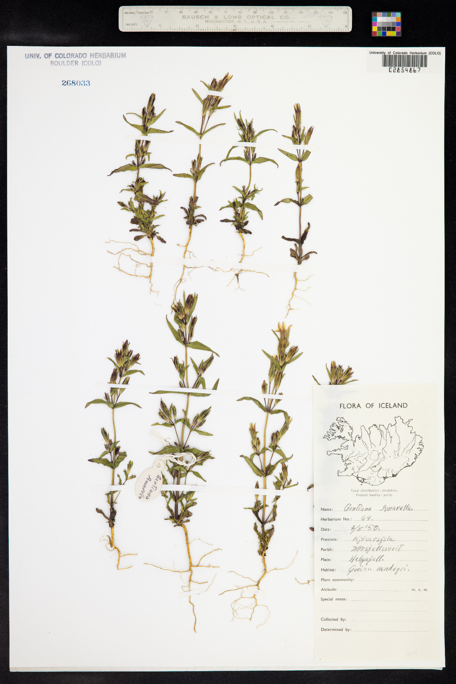 Gentianella amarella image