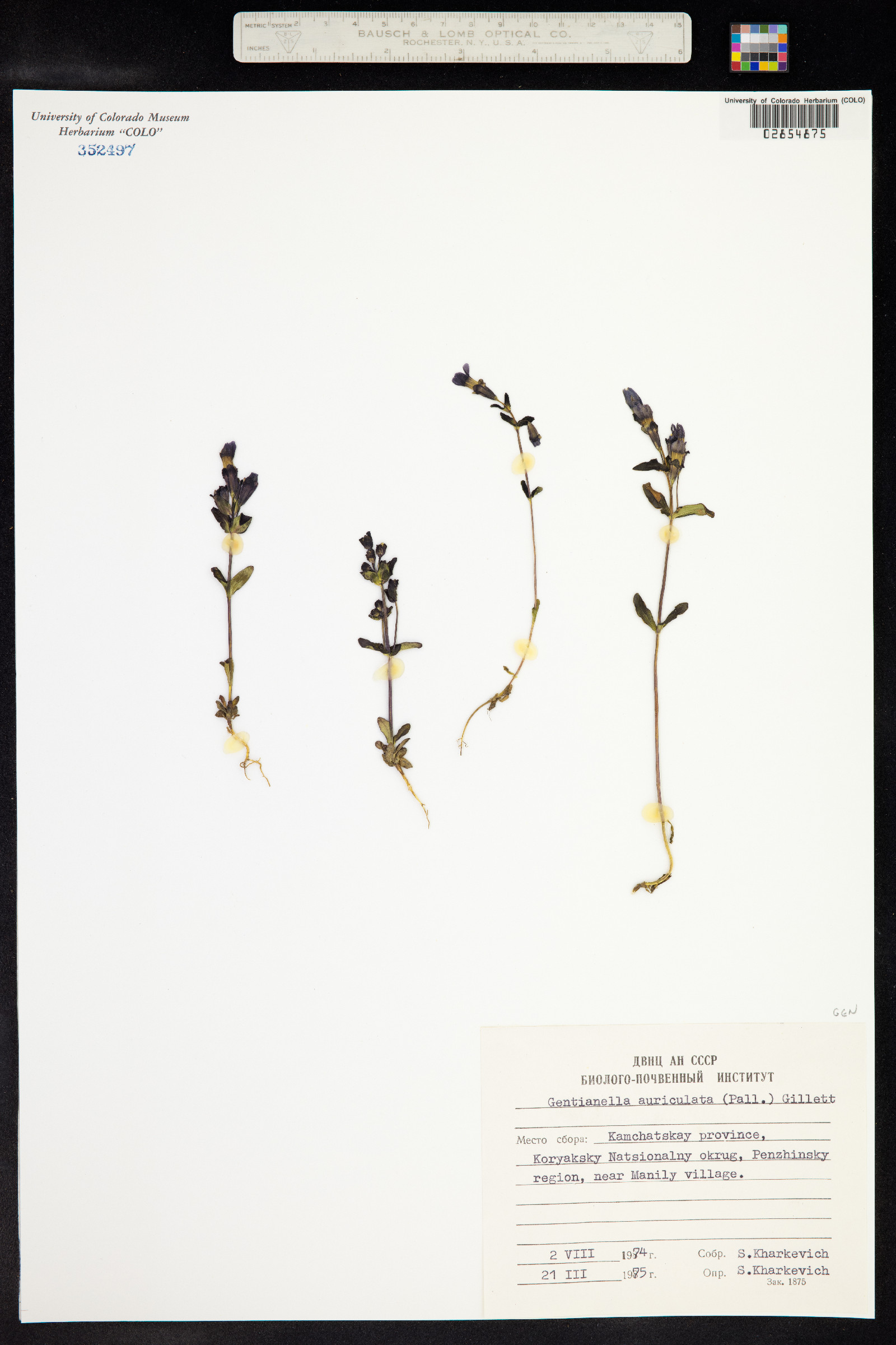 Gentianella auriculata image