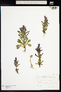 Gentianella campestris image
