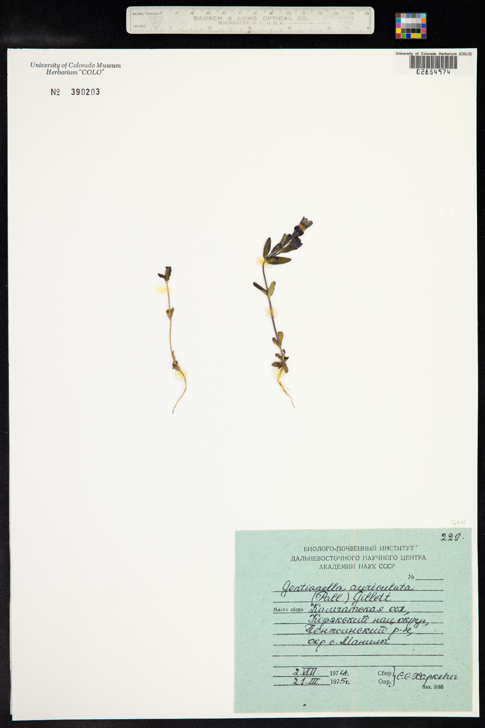 Gentianella auriculata image