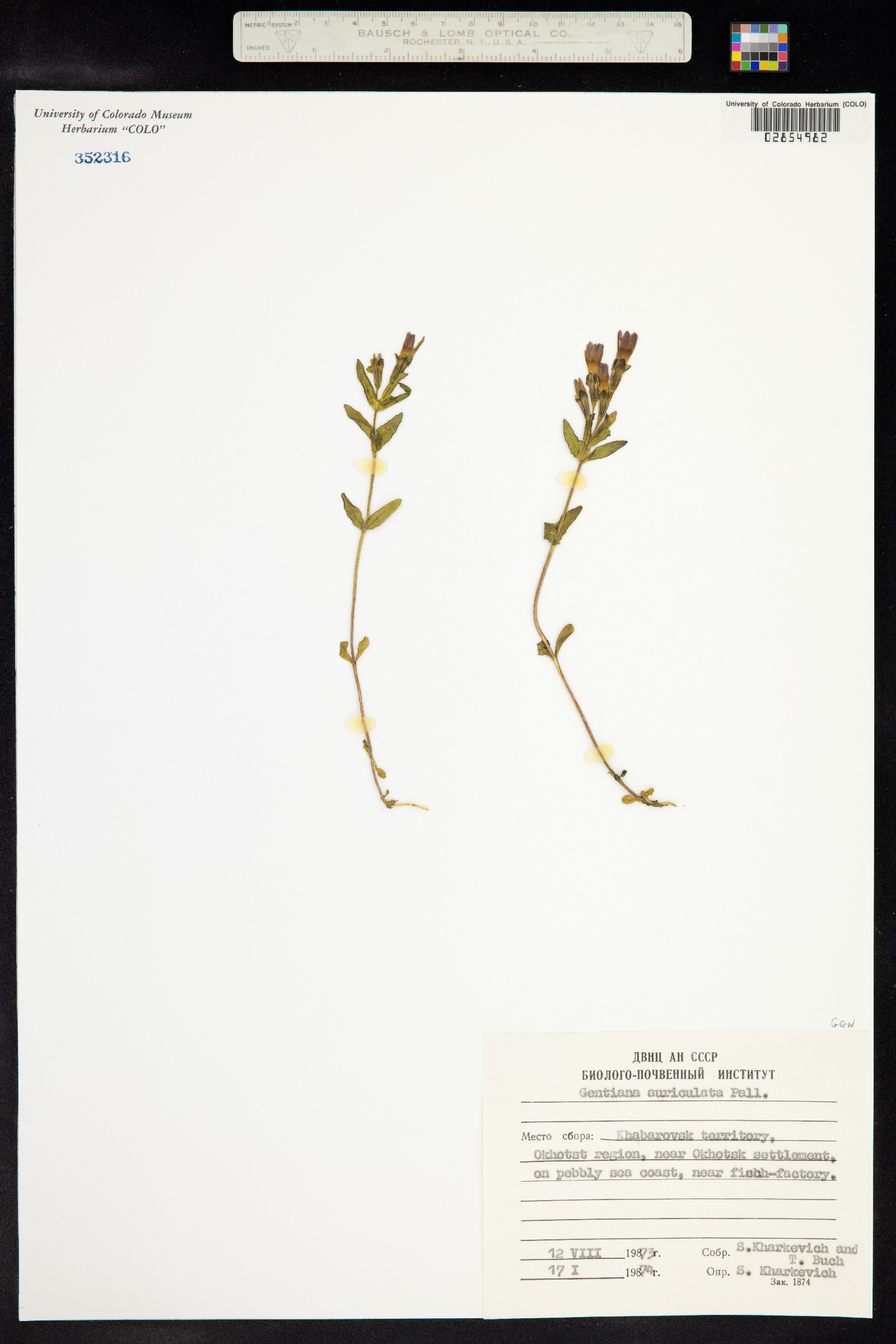 Gentianella auriculata image