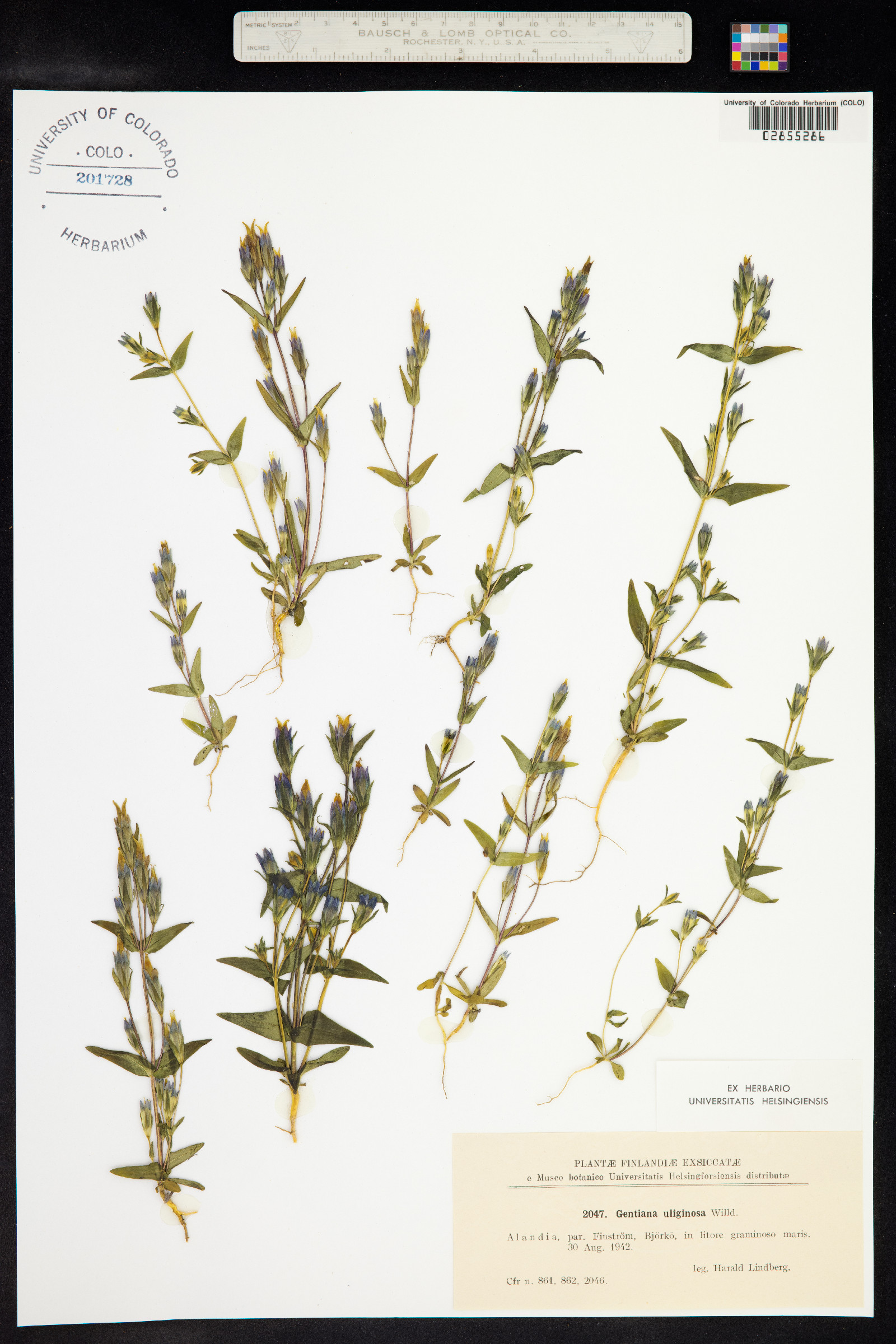 Gentianella uliginosa image
