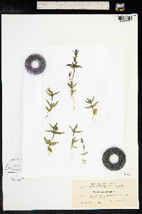 Gentianella uliginosa image