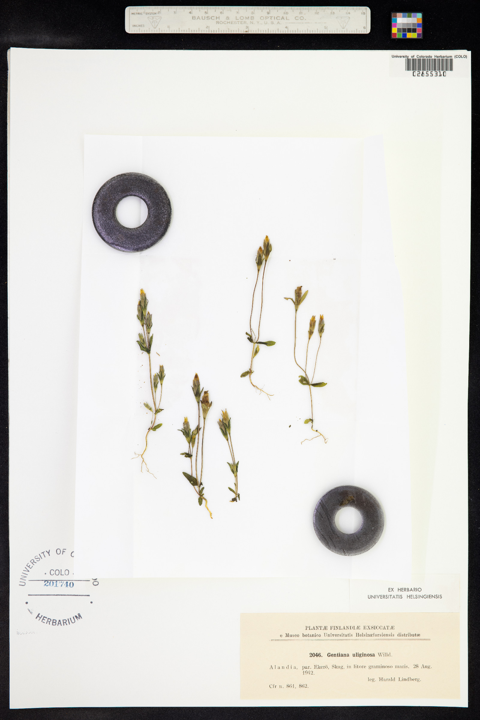 Gentianella uliginosa image