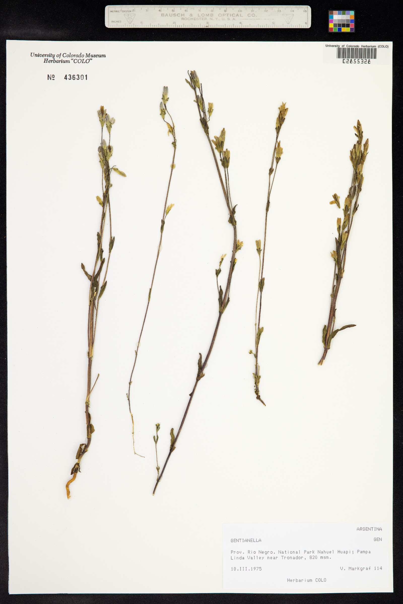 Gentianella atroviolacea image