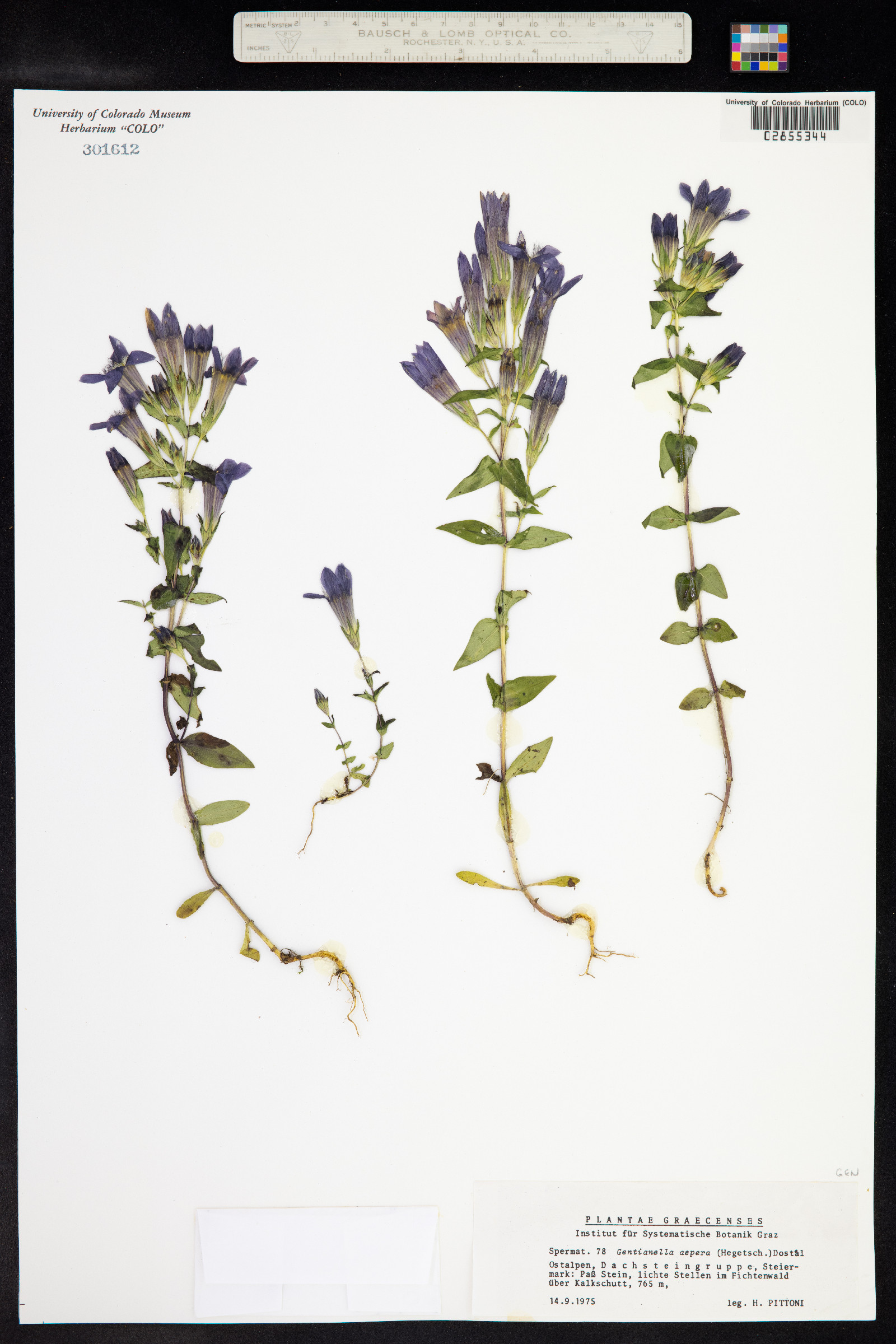 Gentianella aspera image