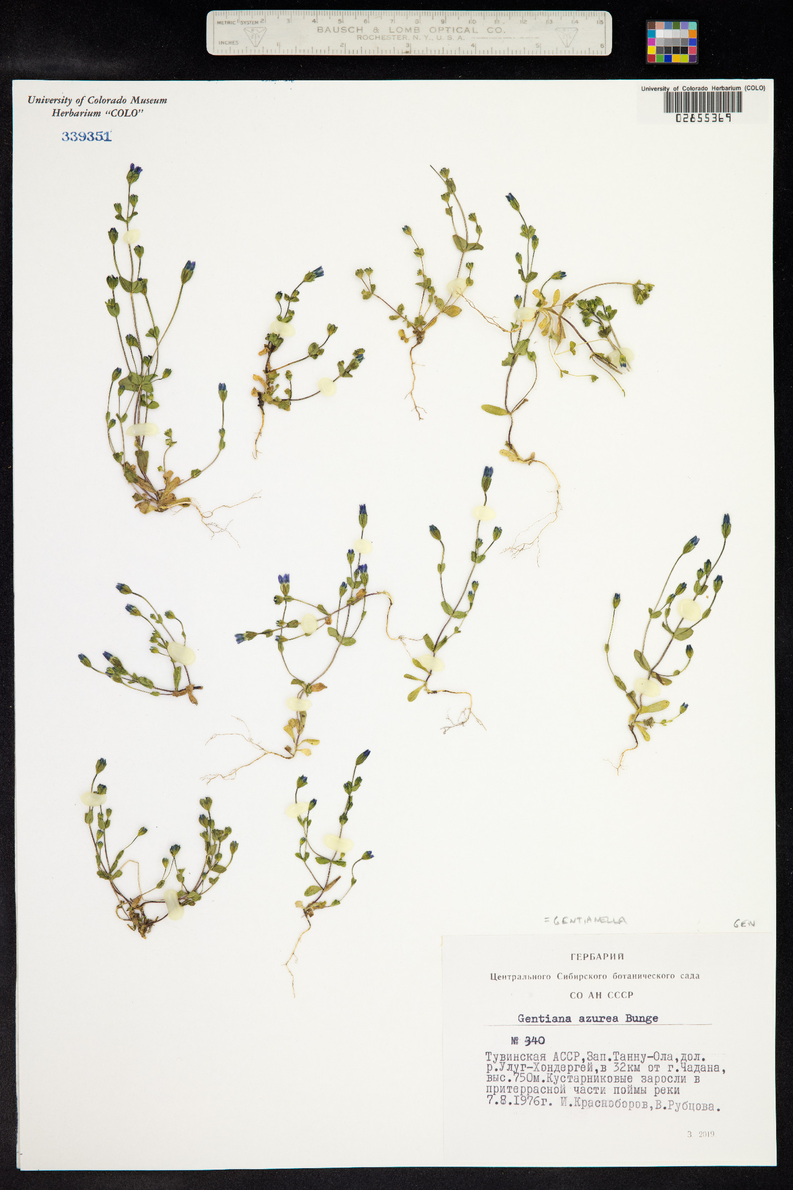 Gentianella azurea image