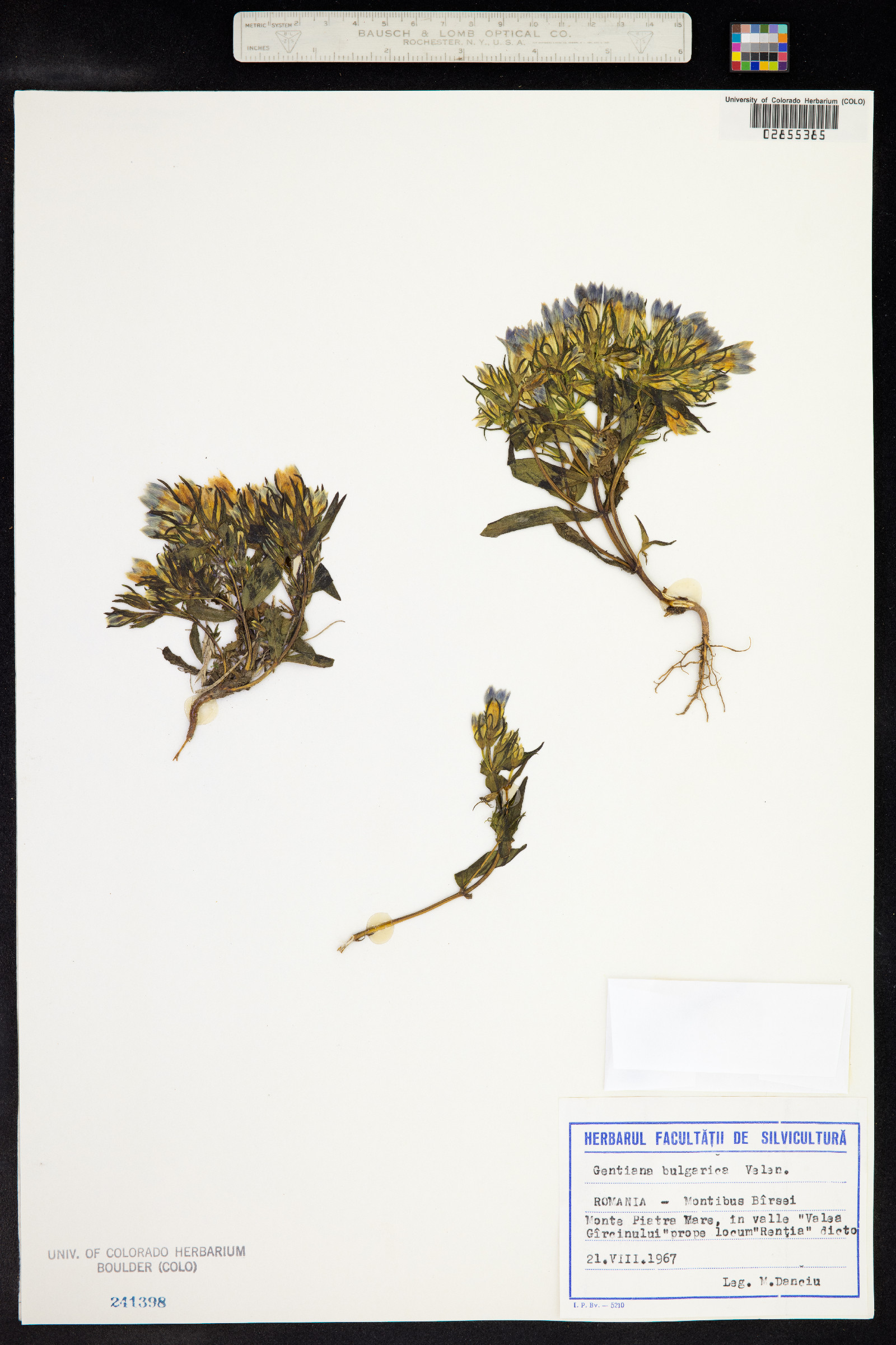 Gentianella bulgarica image