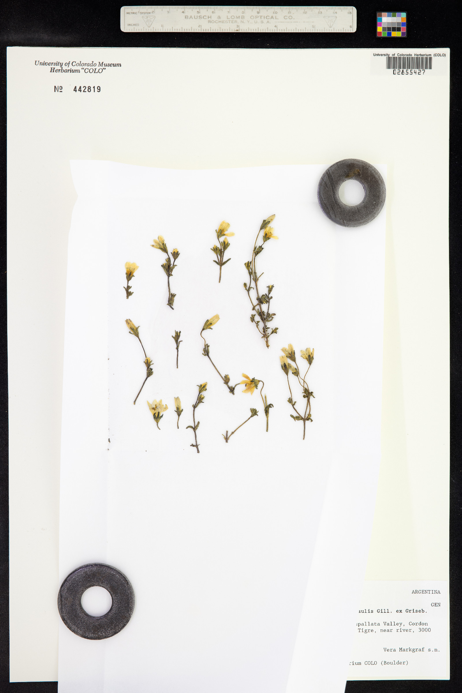 Gentianella multicaulis image