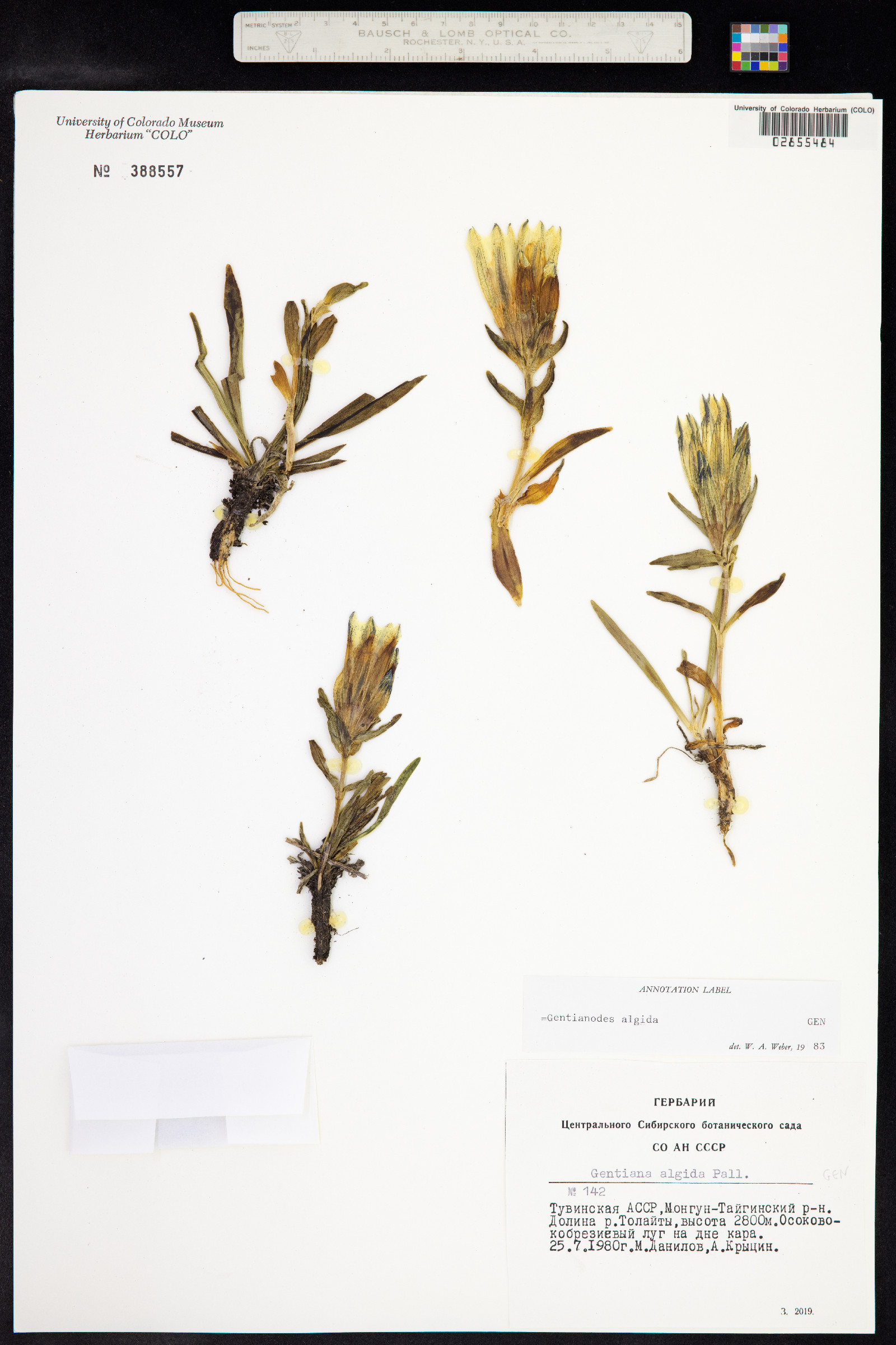 Gentiana algida image