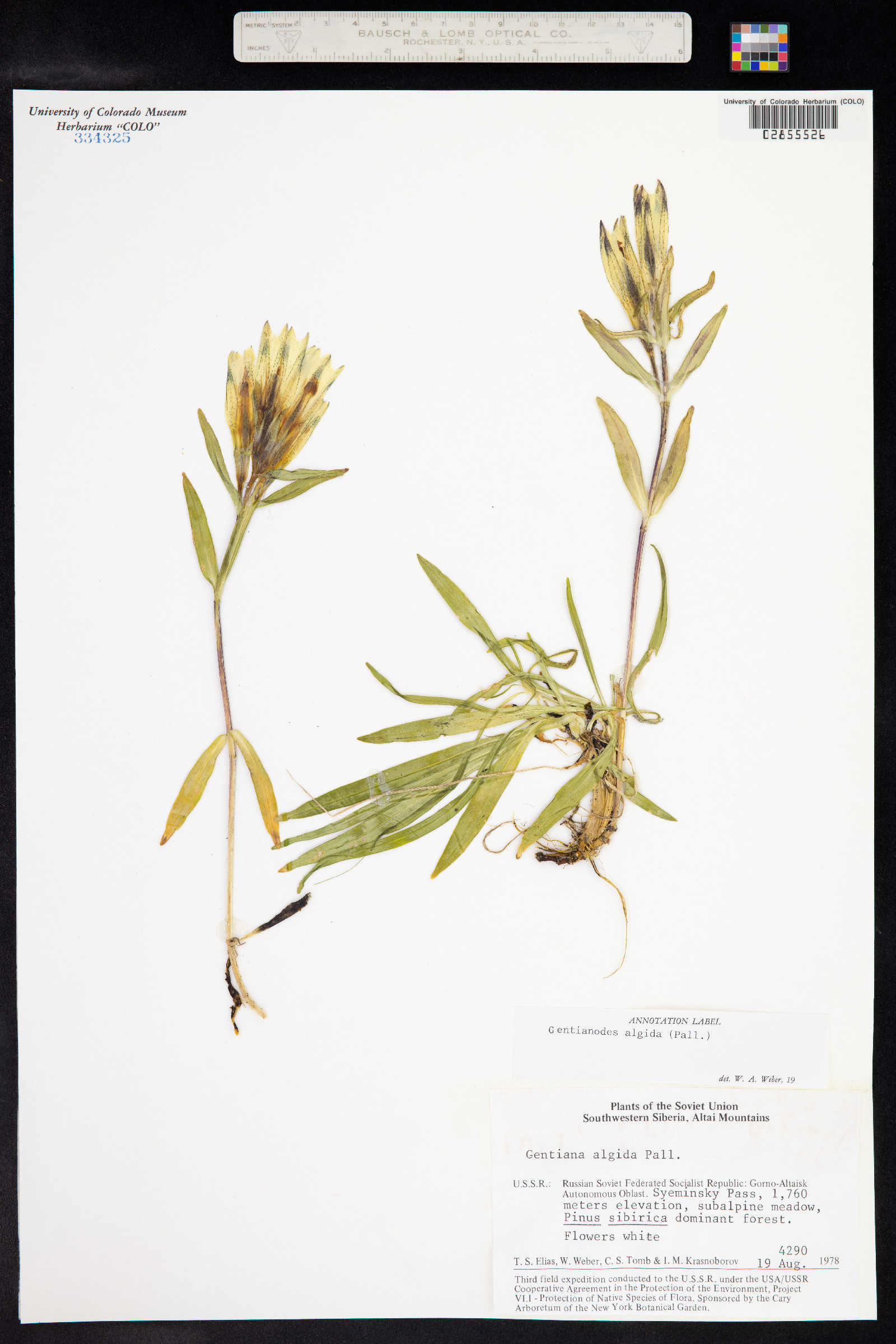 Gentiana algida image