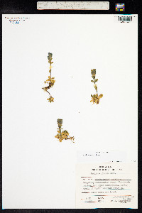 Gentiana glauca image