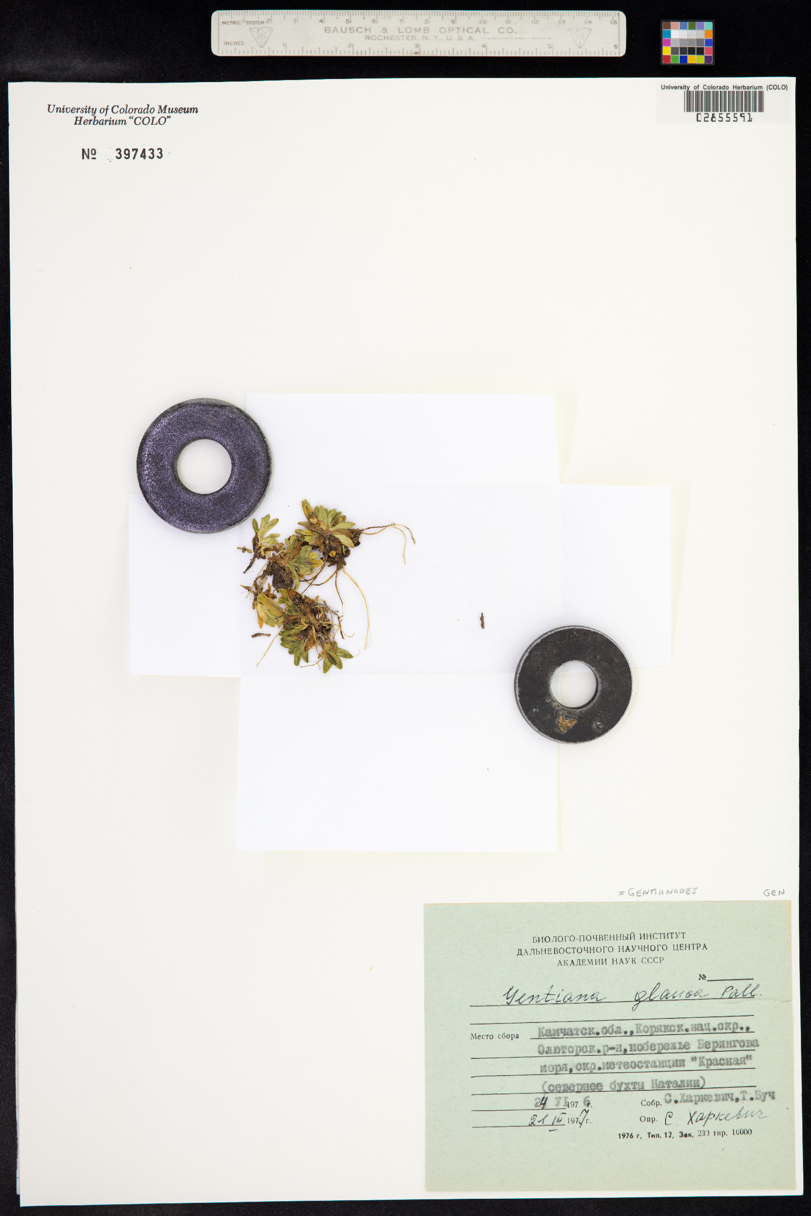 Gentianodes glauca image