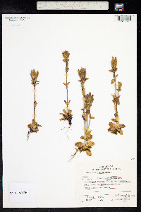 Gentiana glauca image