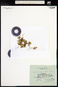 Gentiana glauca image