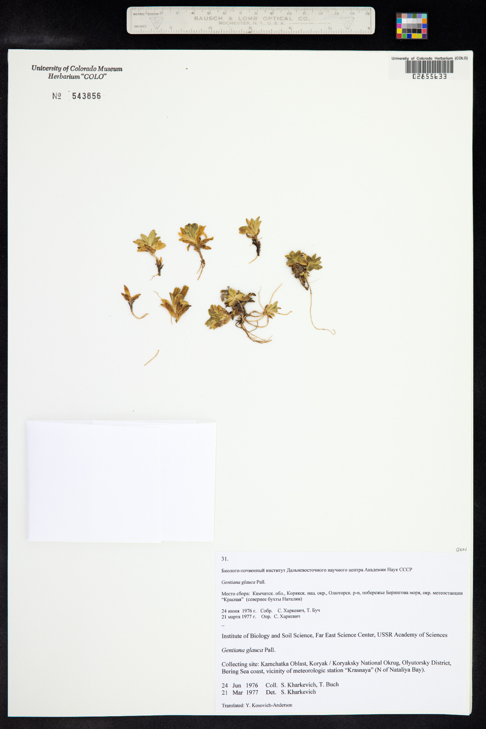 Gentiana glauca image