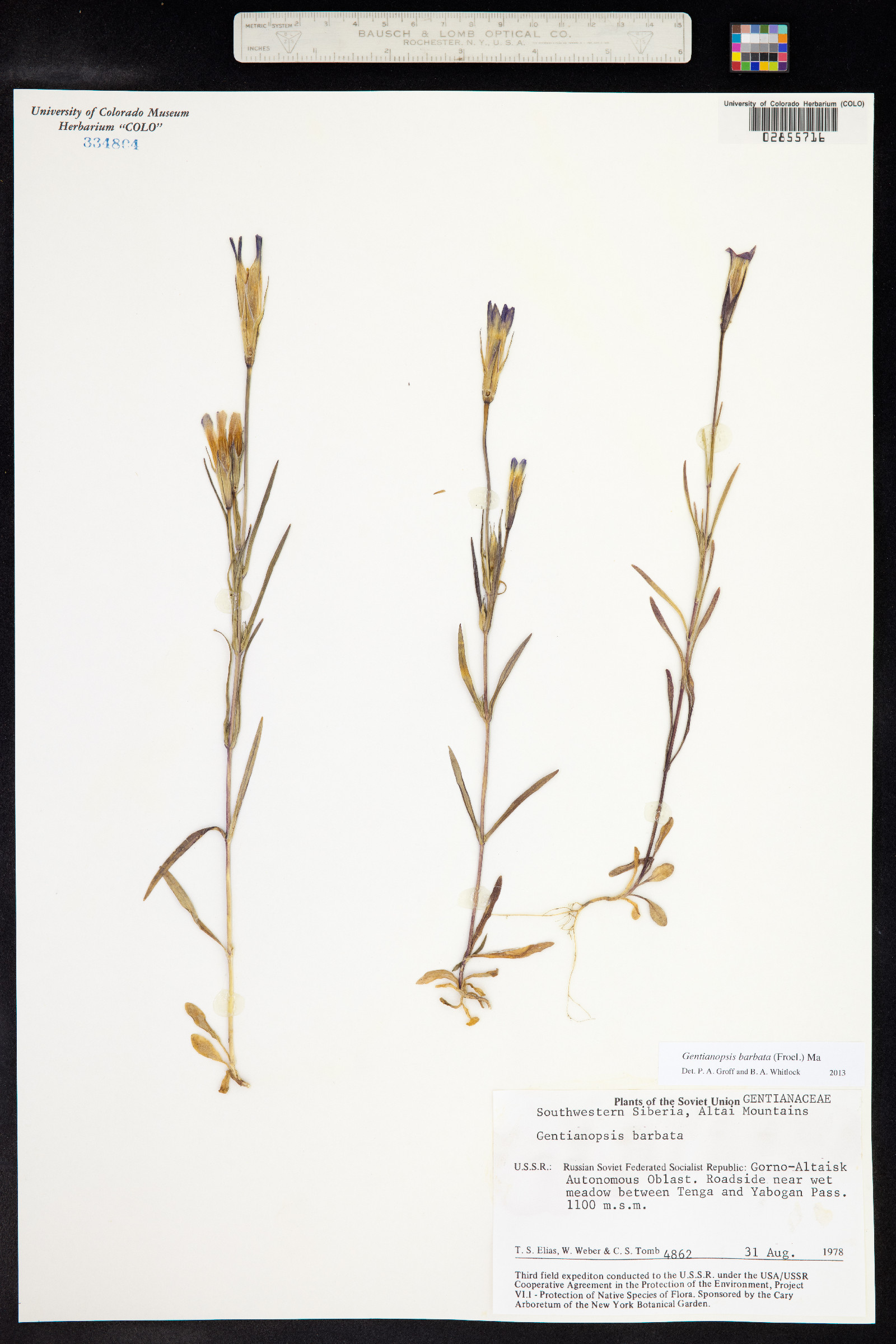 Gentianopsis barbata image