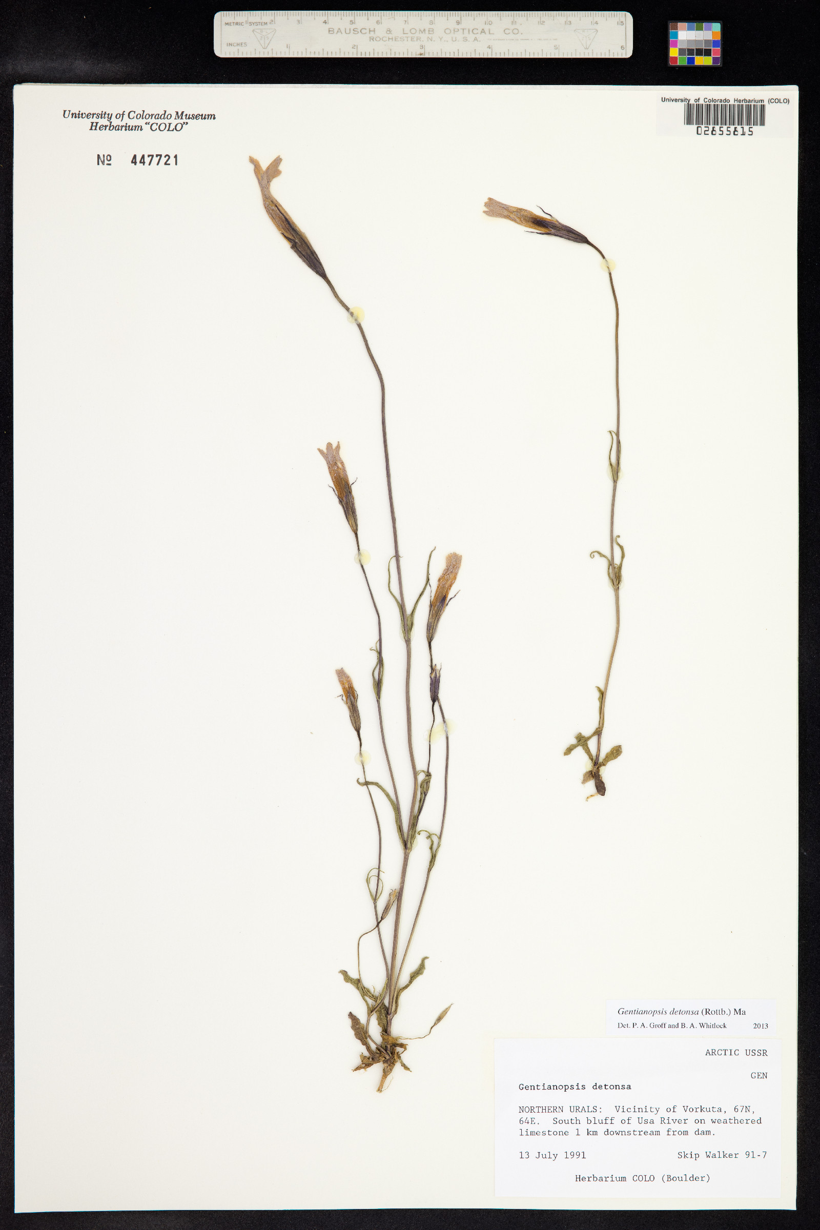 Gentianopsis detonsa image