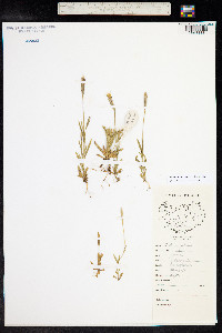 Gentianopsis detonsa image