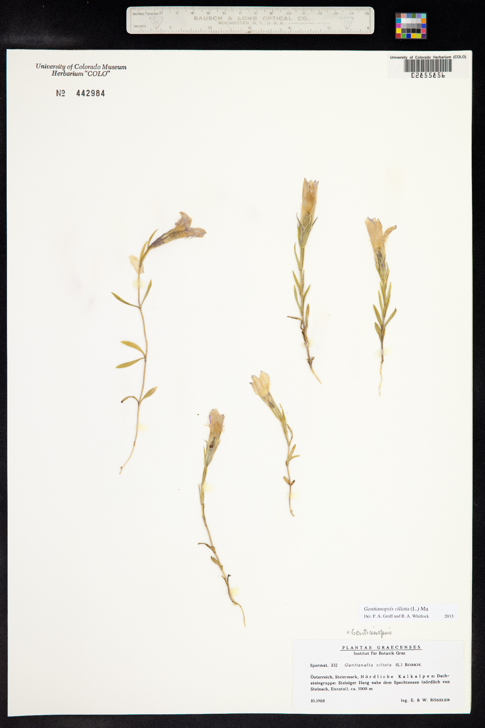 Gentianopsis ciliata image