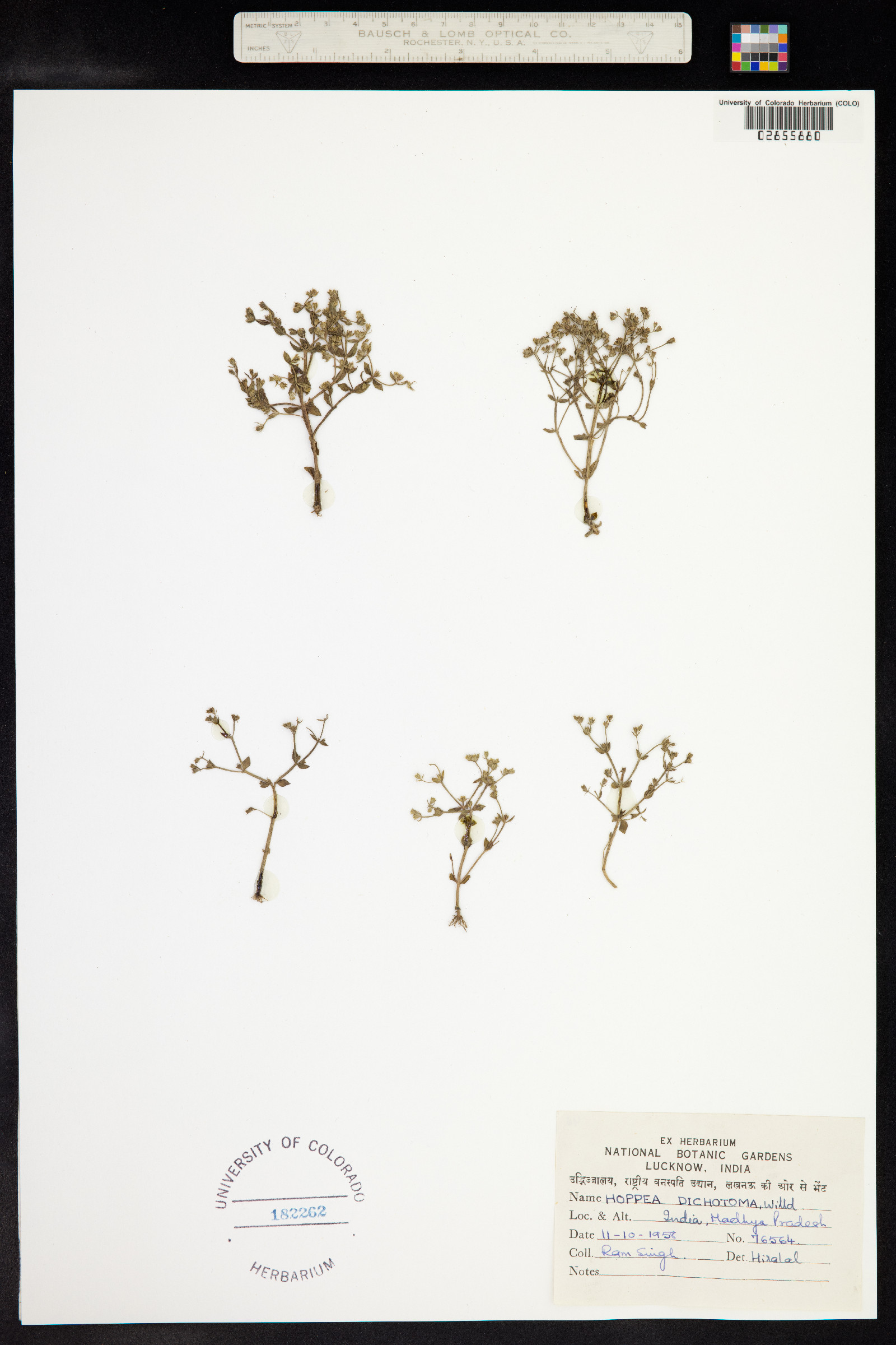 Hoppea dichotoma image