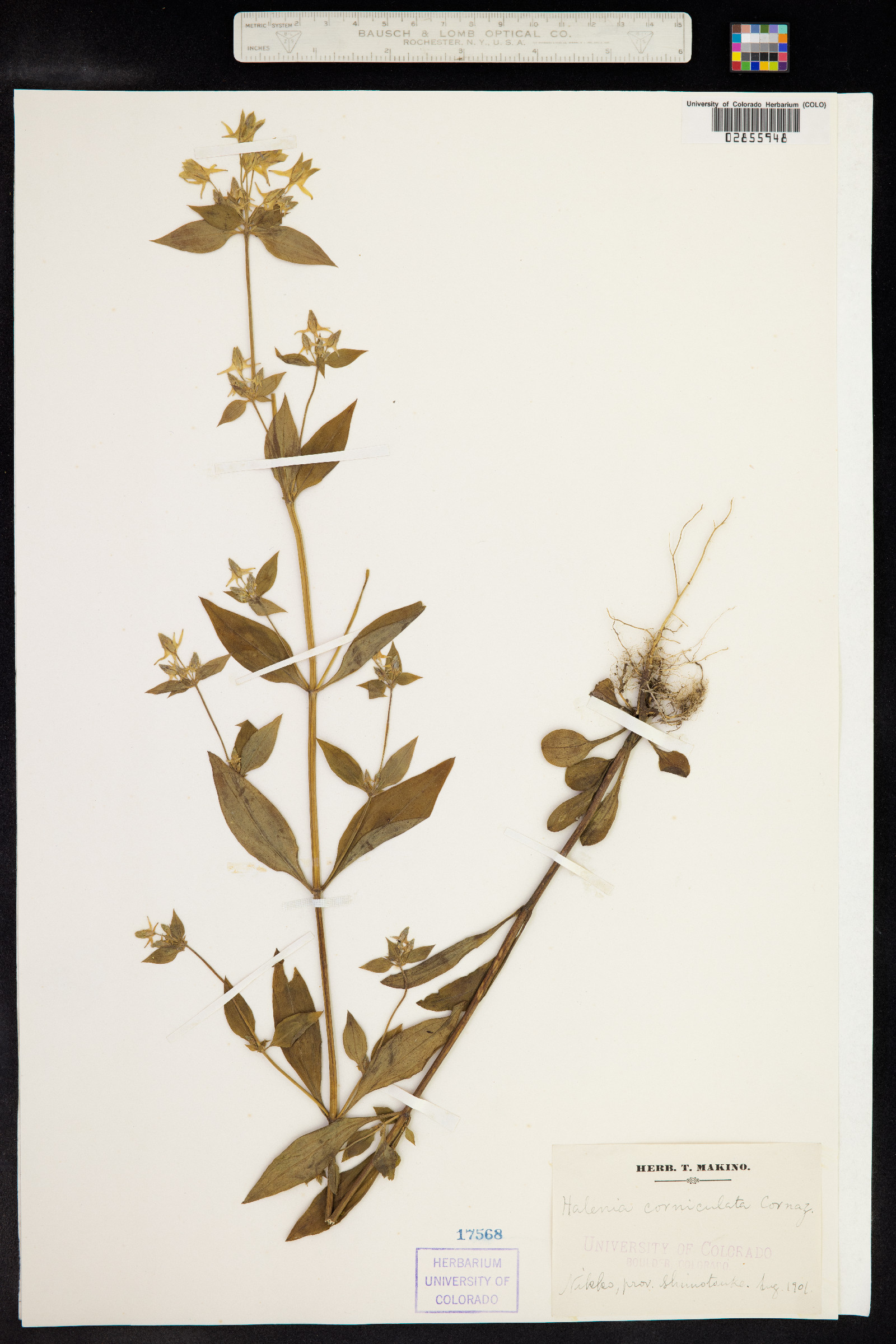 Halenia corniculata image