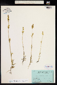 Halenia brevicornis image