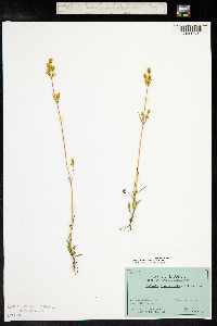 Halenia brevicornis image