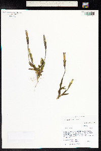 Gentiana kurroo image