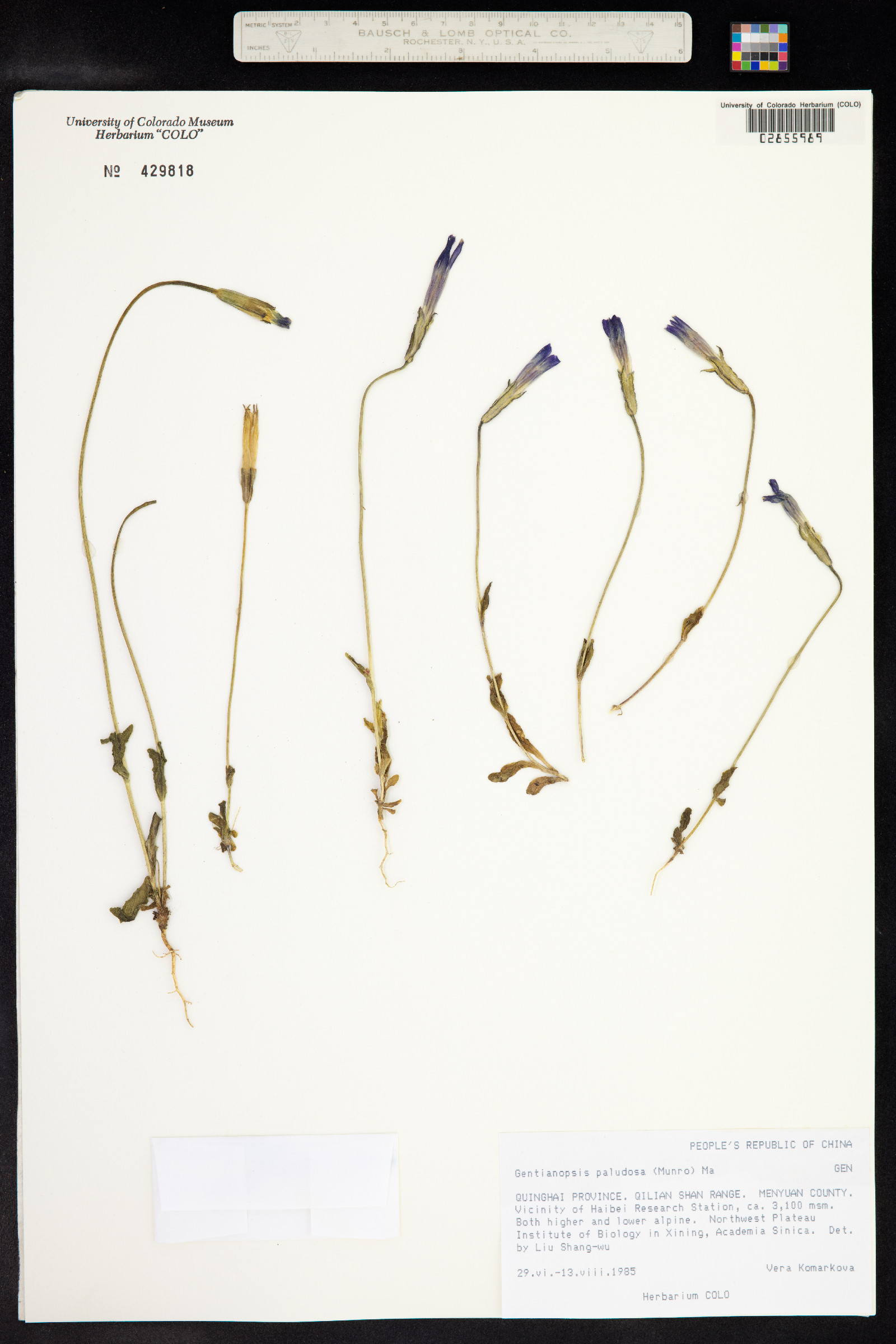 Gentianopsis paludosa image
